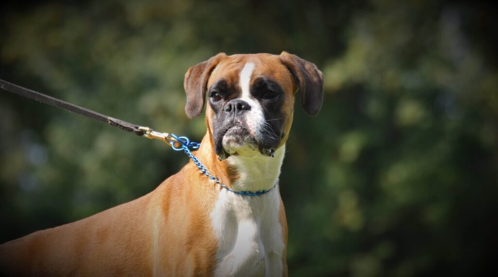 An Alert Boxer