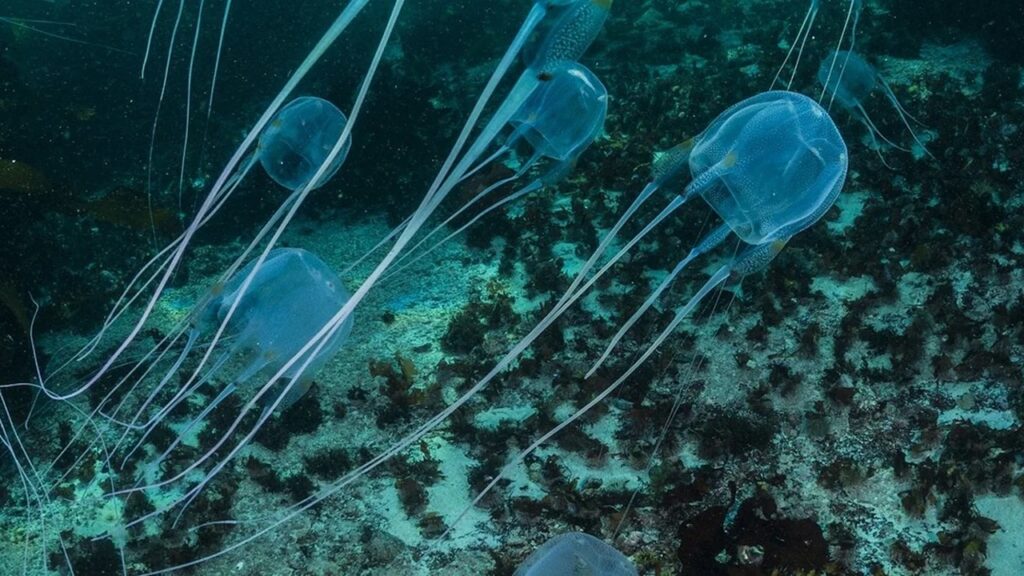 Chironex Box Jellyfish
