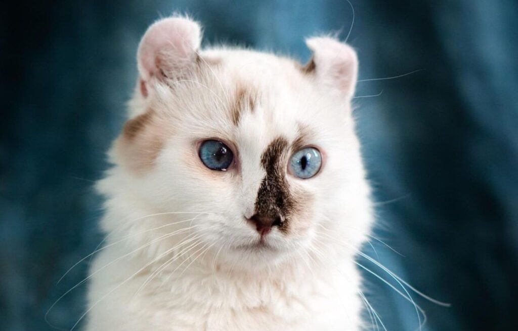 American curl cat