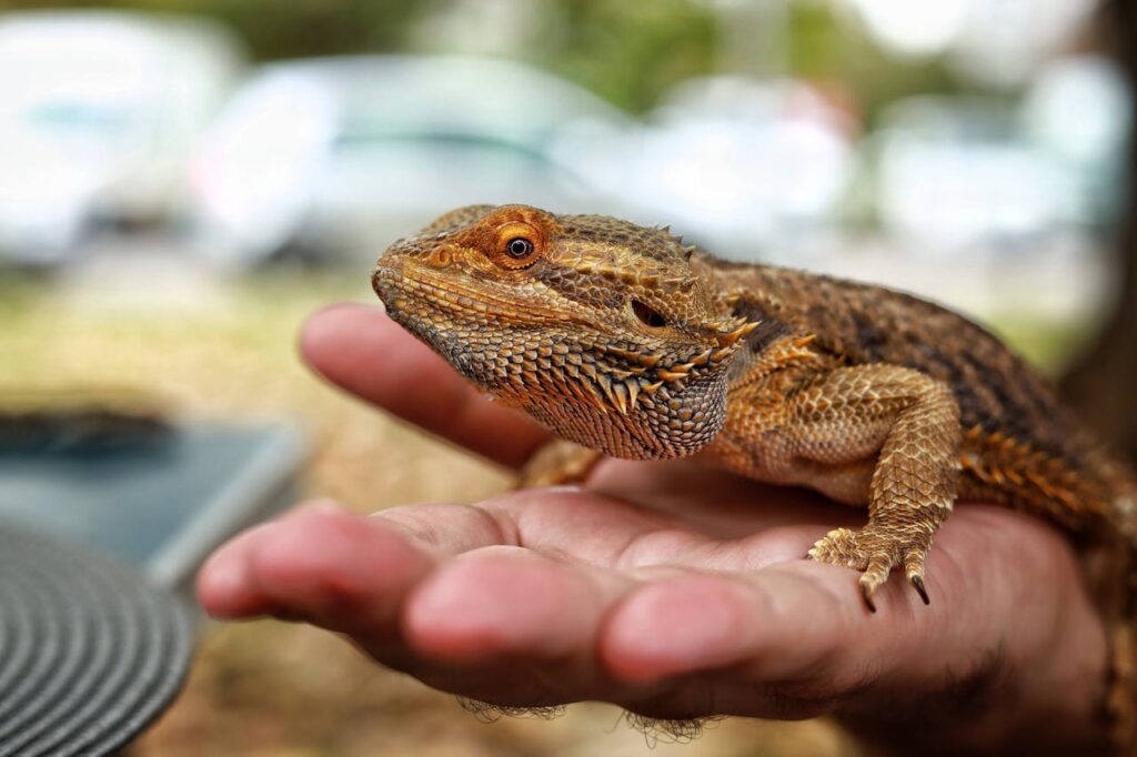 Reptile Care