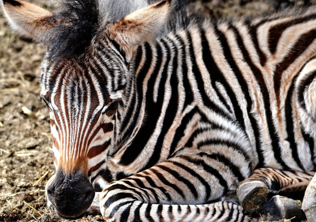 Young Zebra