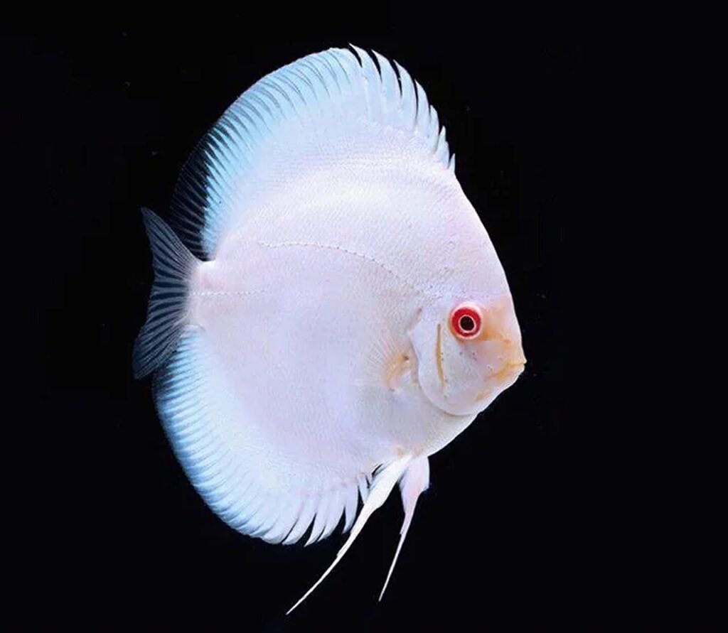 White Butterfly Discus