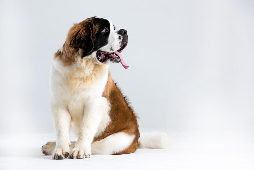 A Saint Bernanrd dog
