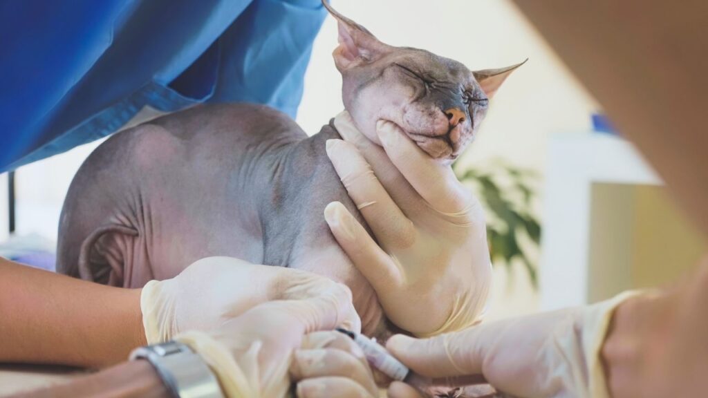 Pet care at veterinarian. Taking blood for analysis sphinx cat with a catheter.
