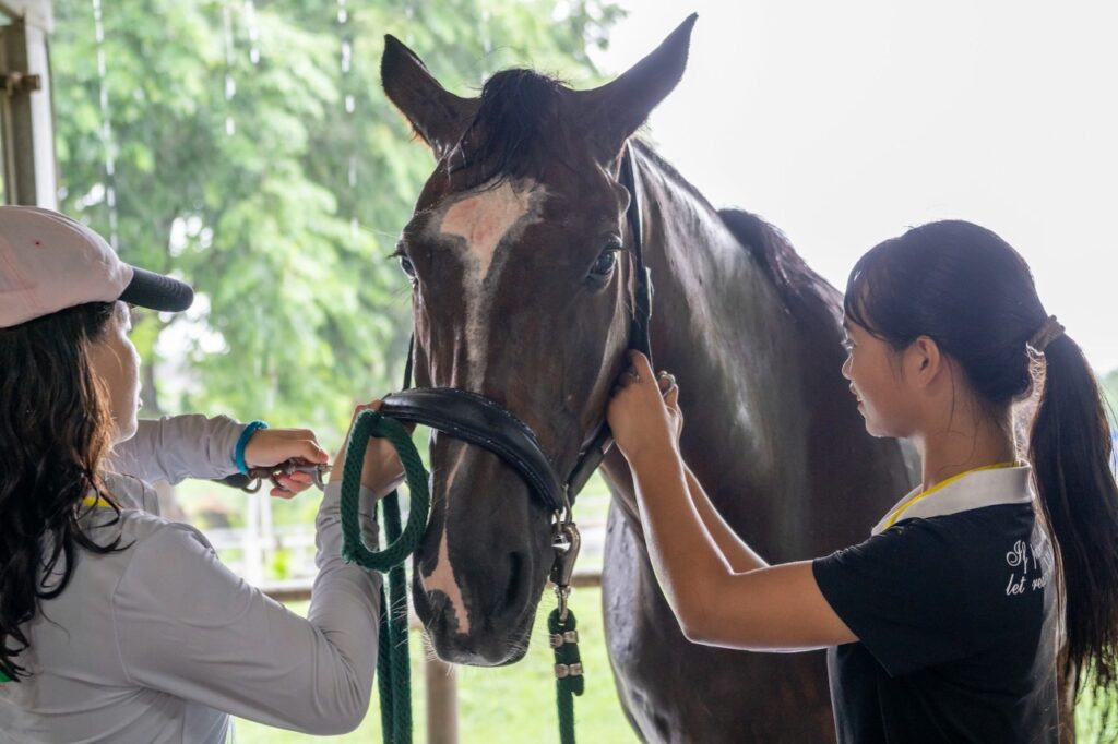 Thoroughbred horse