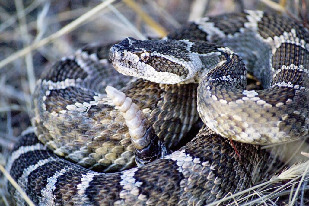 rattlesnake