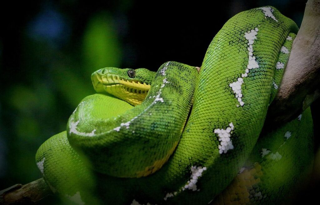 Green snake coiled on a branch with white markings.