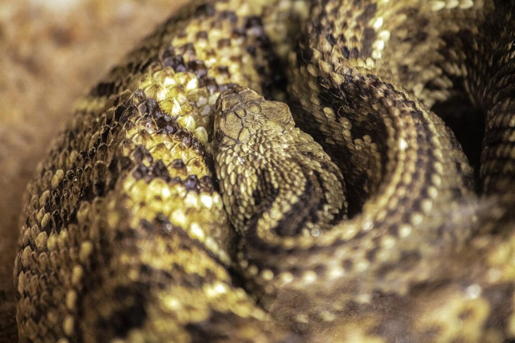 rattlesnake