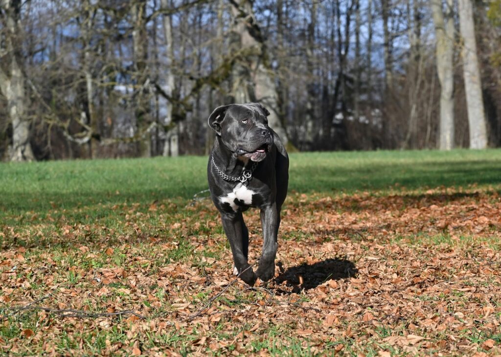 cane corso