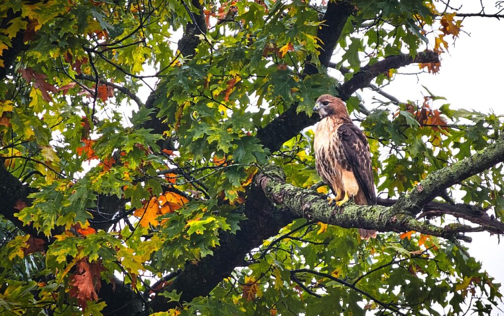 Golden Eagle