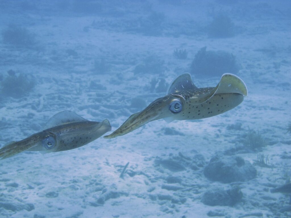 squid