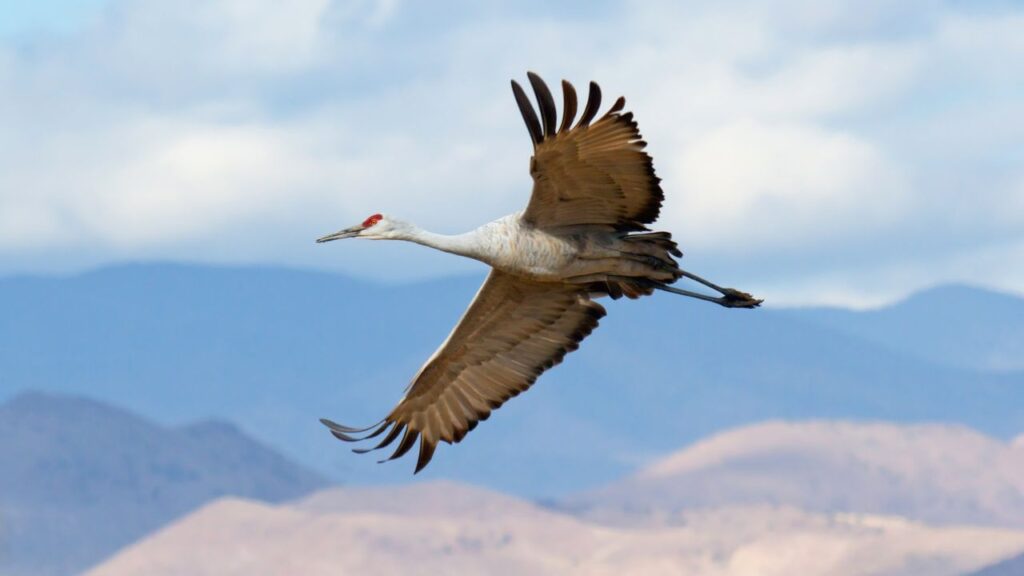 Sandhill Crane