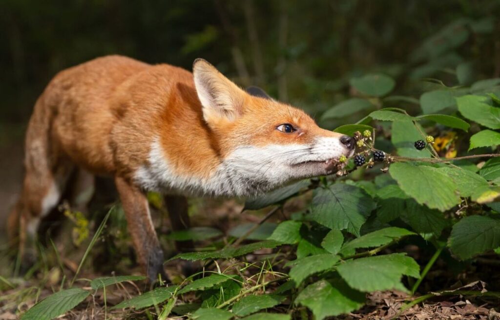 Red fox sniffing blackberries in a forest setting.