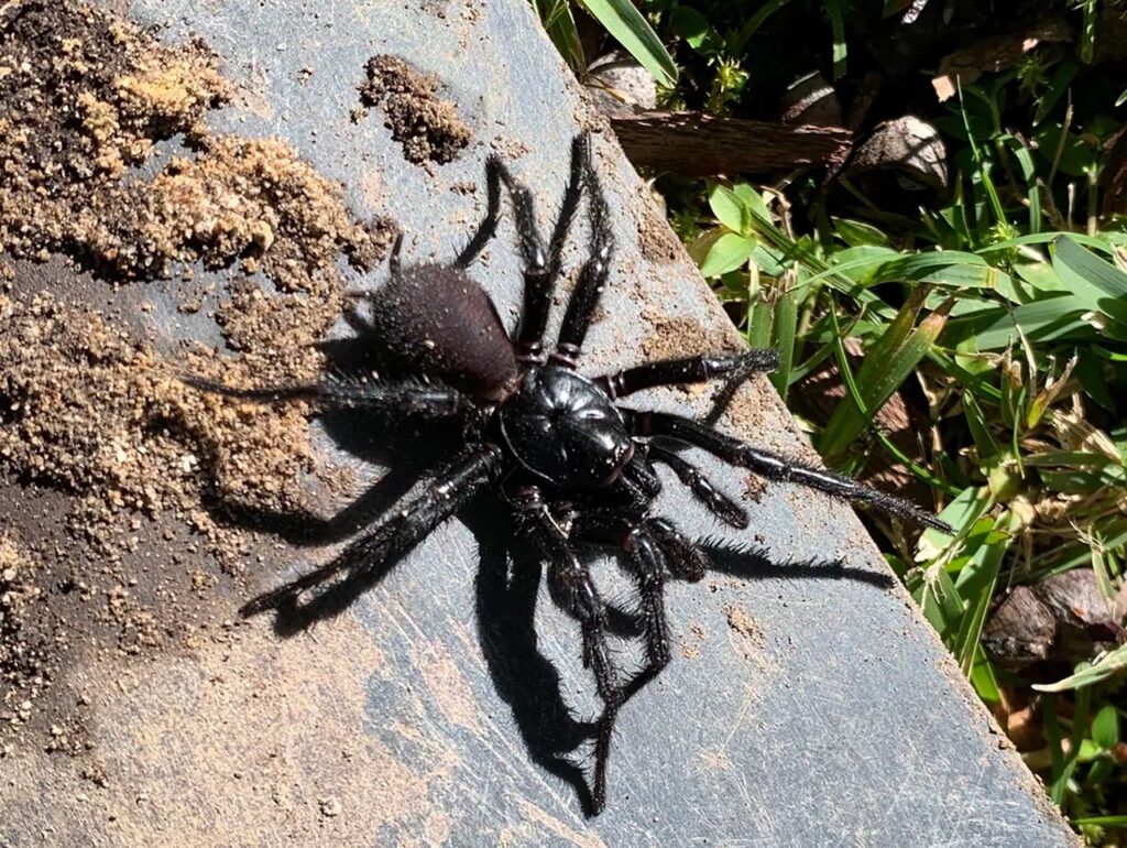 Sydney Funnel-Web Spider
