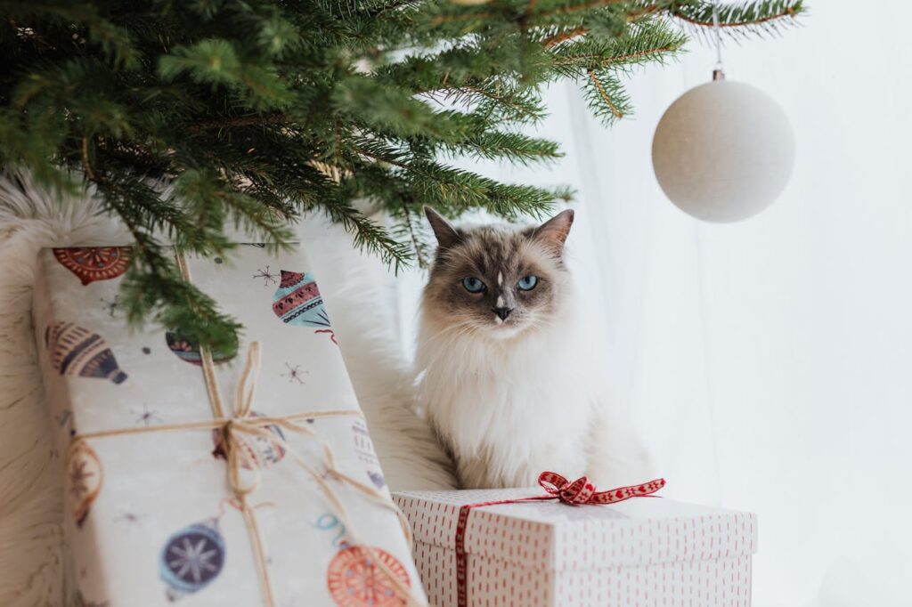 ragdoll