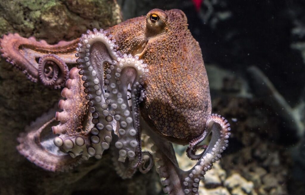 Brown octopus with curled arms near a rock.