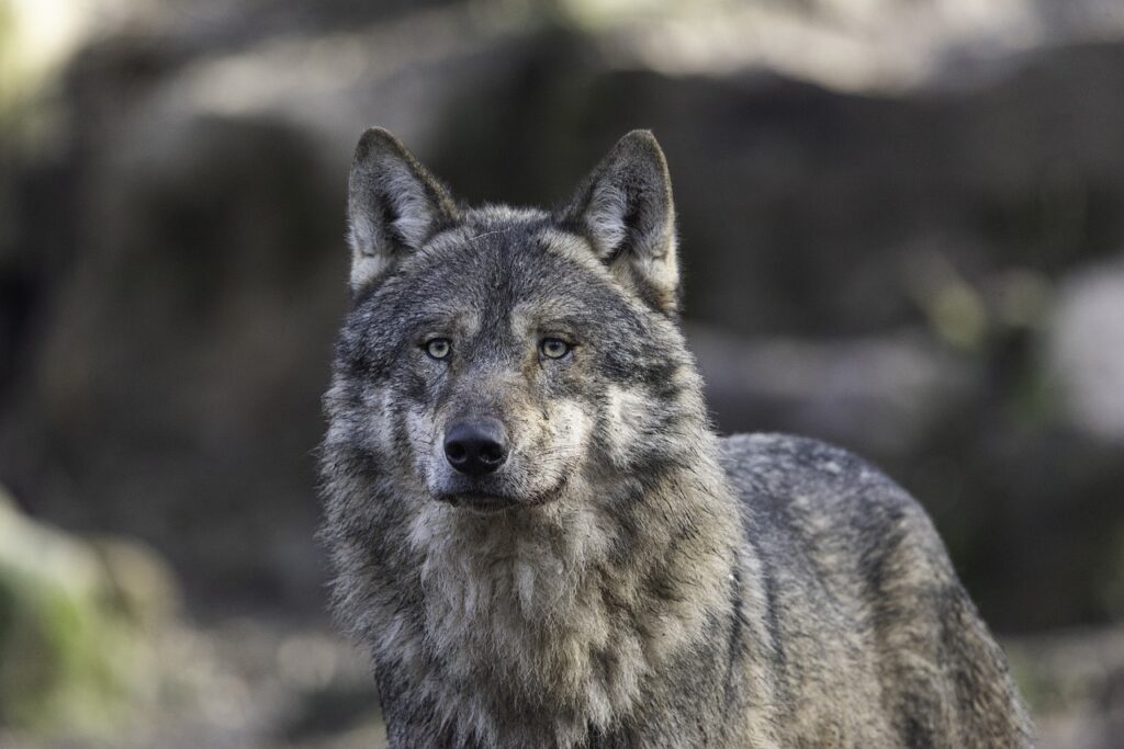 Gray wolf