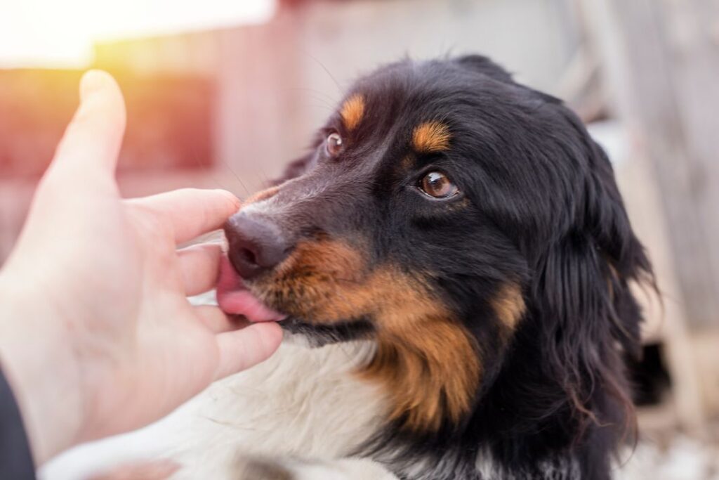 Dog Licking Your Hands or Face
