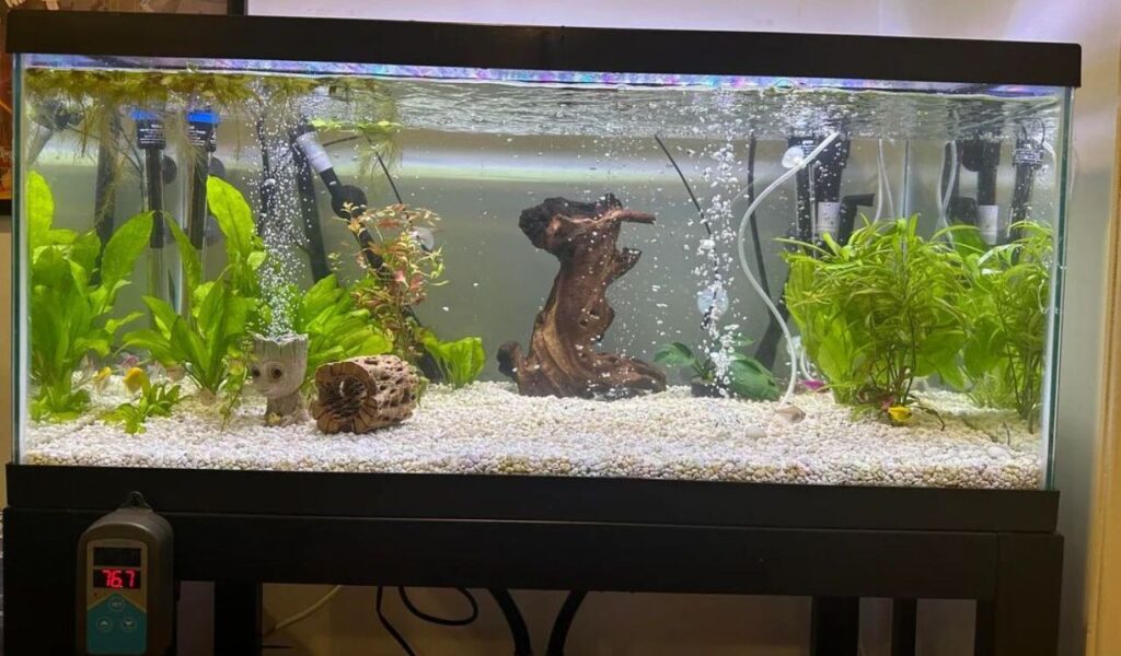 Clean aquarium with plants and bubbling filter.
