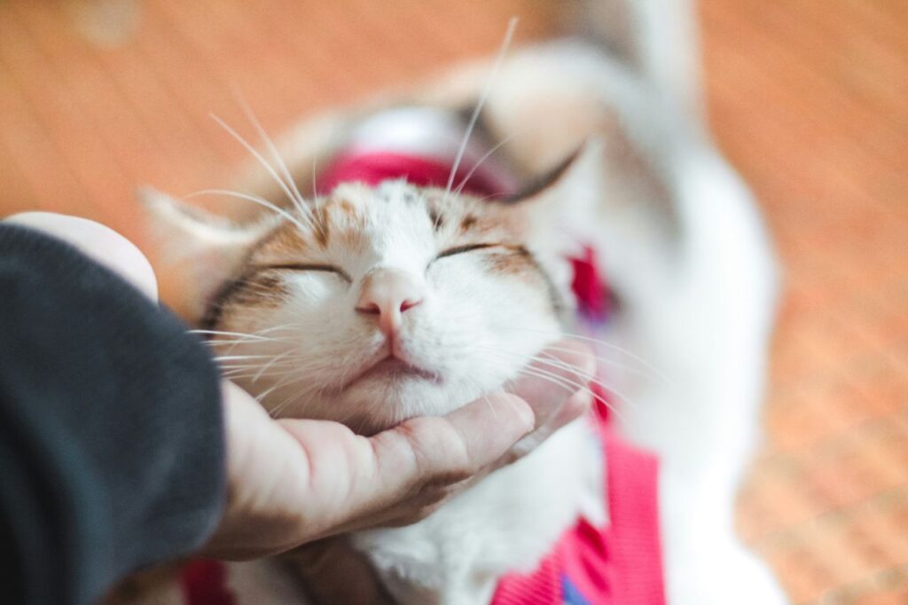 person petting cat