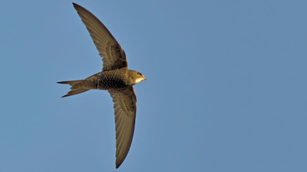 Apus apus (Common Swift, European Swift, Swift), Greece