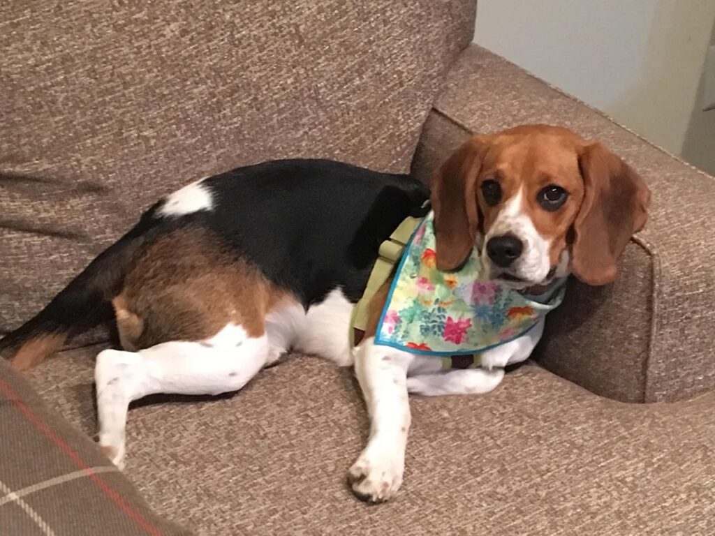 Beagle In Anxiety
