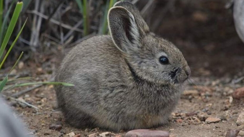 Pygmy Rabbit
