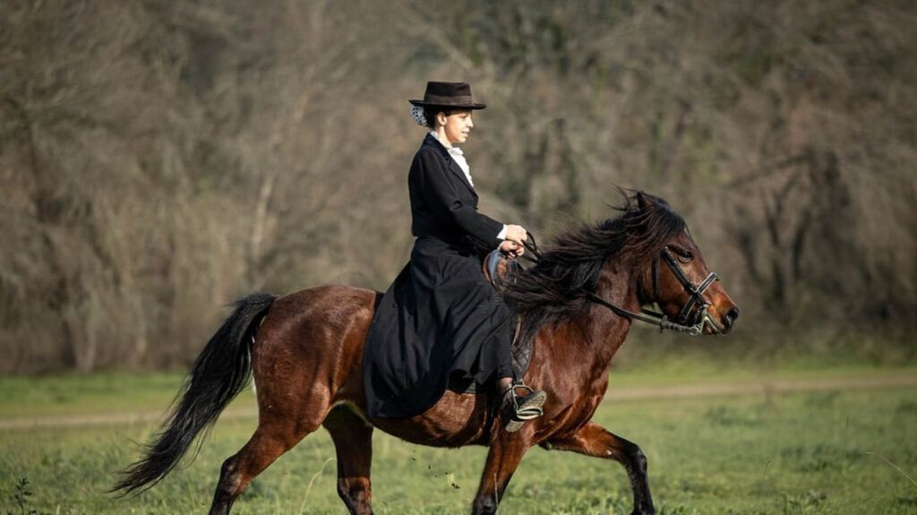 Gaited horse with rider