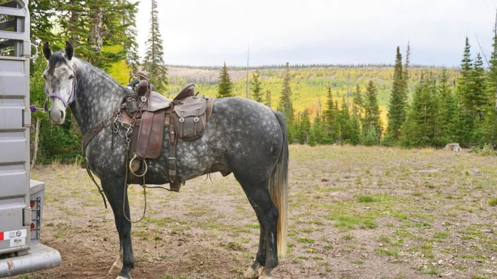  A Gaited horse