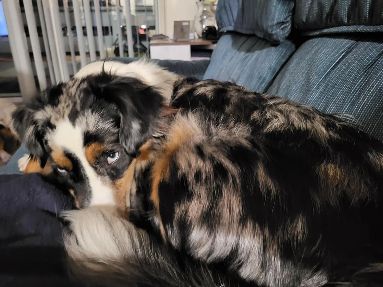 Australian Shepherd