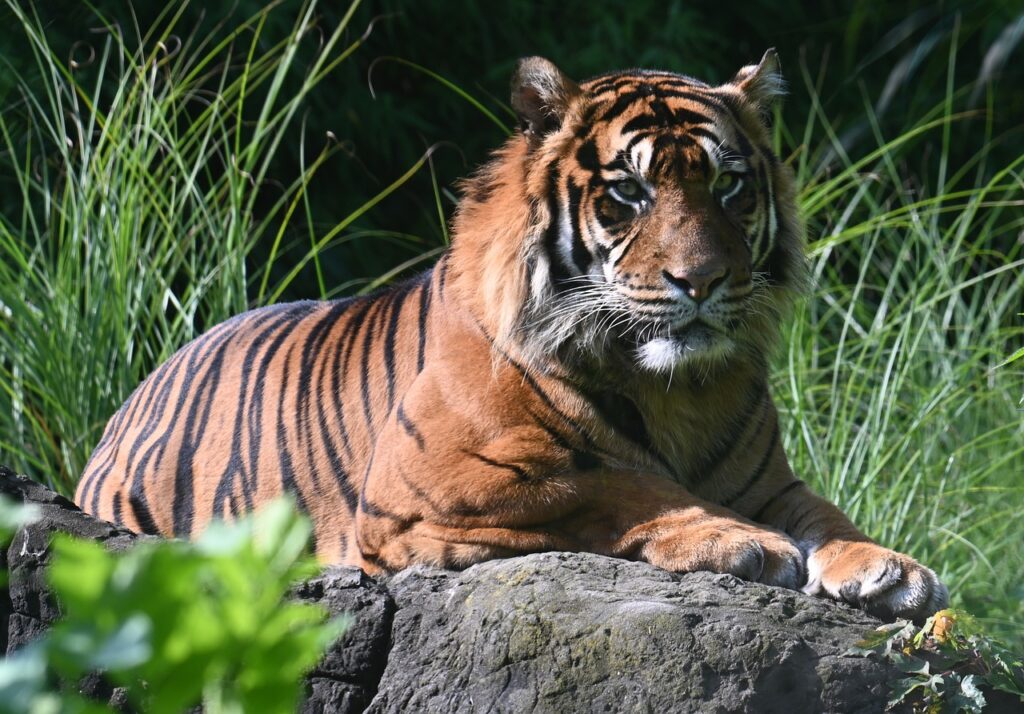 Bengal Tiger