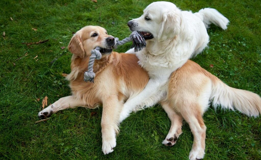 Dogs Playing
