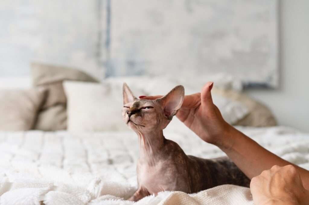 Sphinx Cat Care