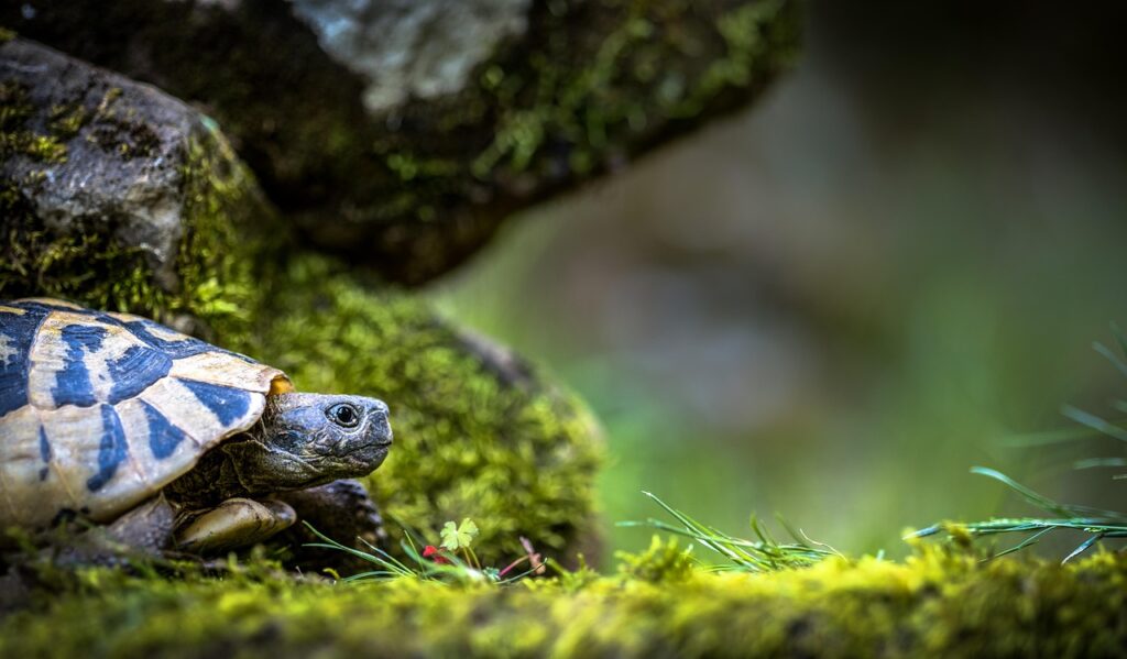 turtle