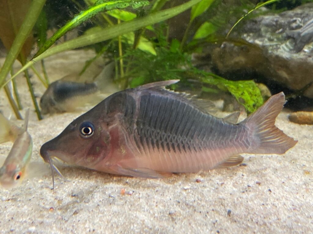 Brochis Multiradiatus