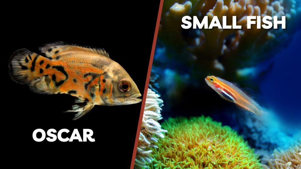 Oscar and small fish