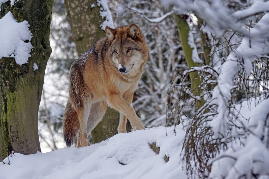 wolf-1972762_1280