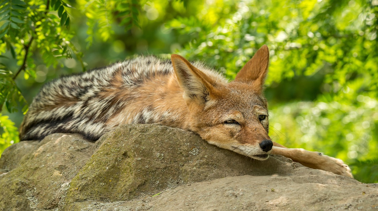 A Coyote resting