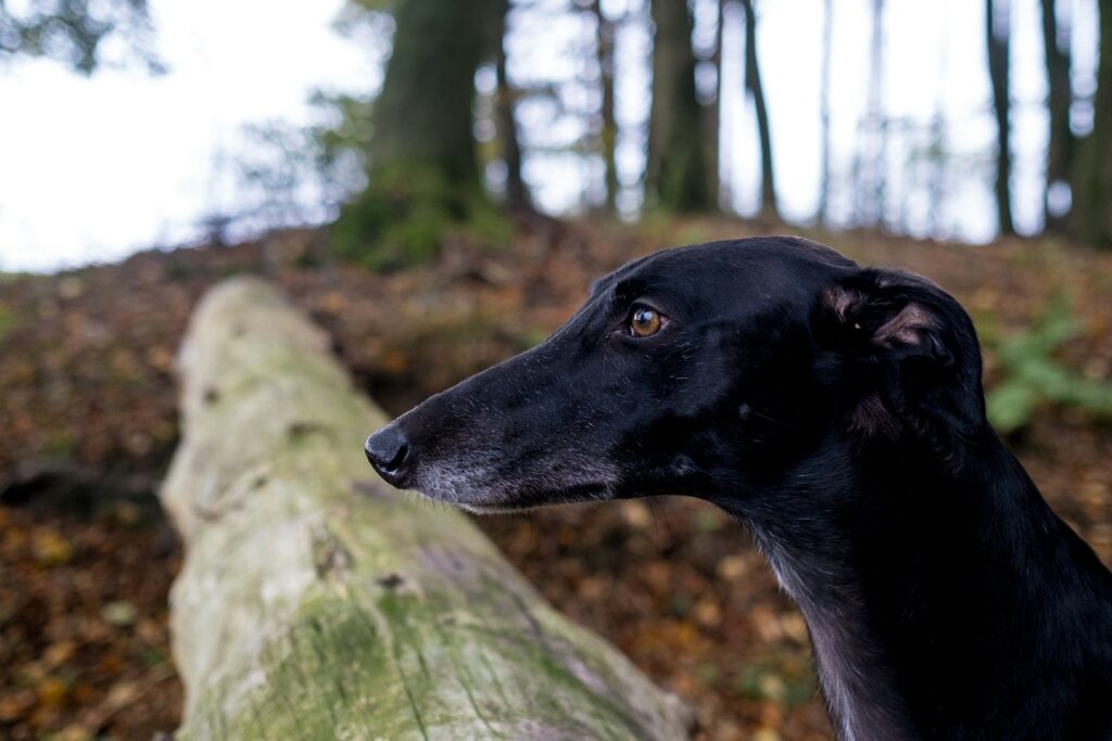 Greyhound