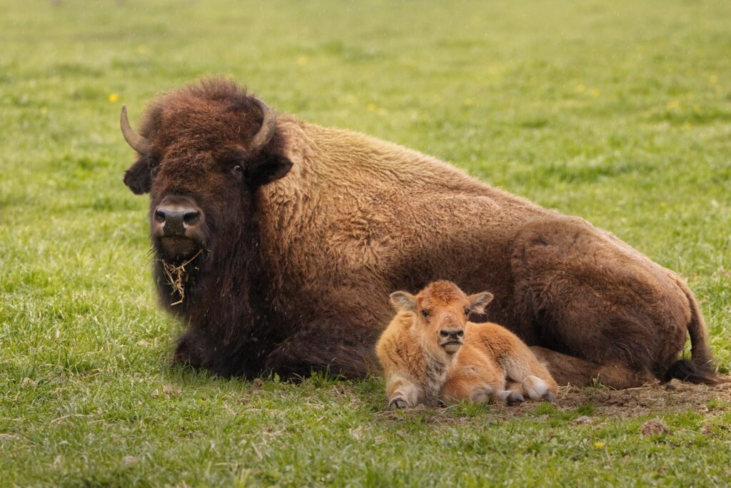 bison