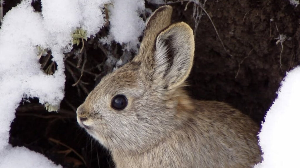 A Pygmy Rabbit
