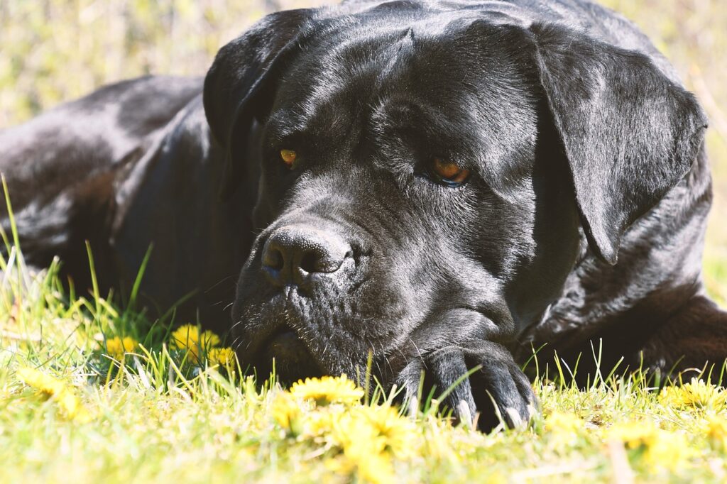 cane corso