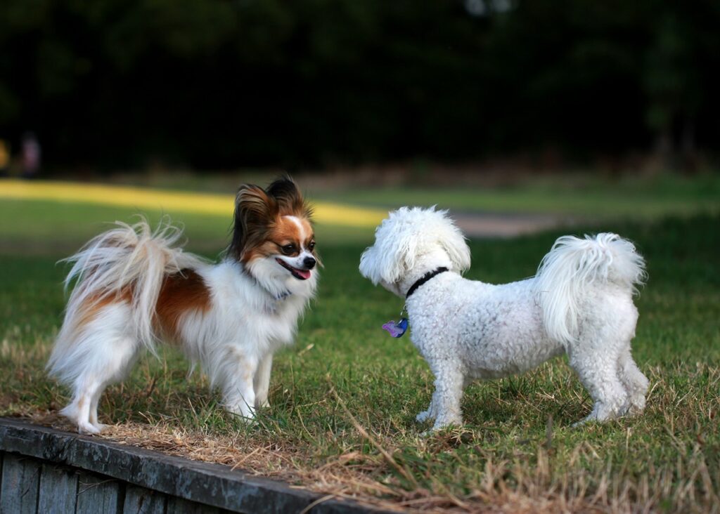 Dog Playdate