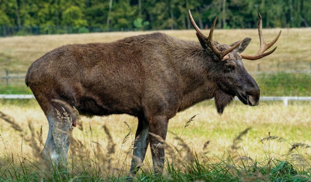Moose walking through a meadow with trees in the background.