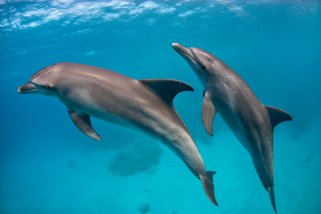 Bottlenose Dolphins
