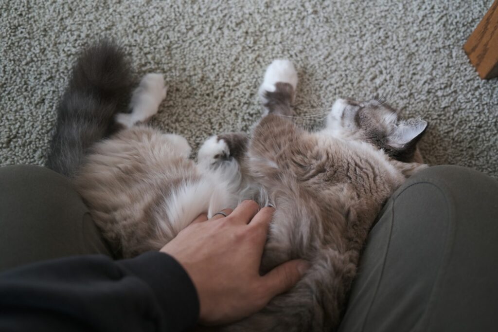Cat Snuggle