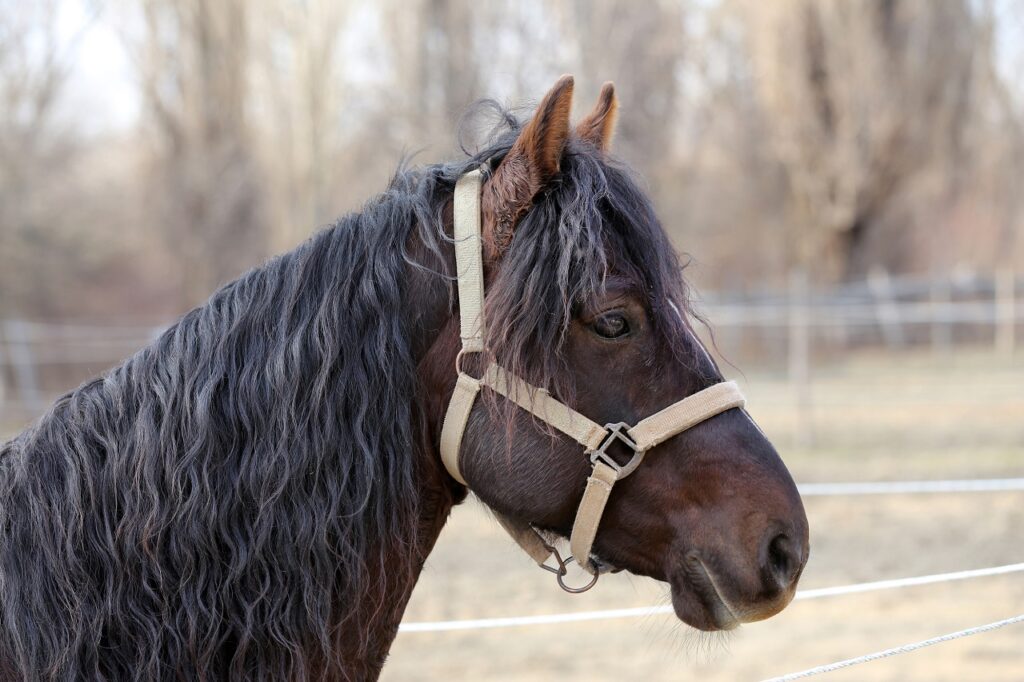 morgan horse