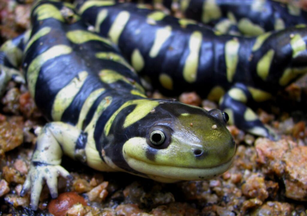 Tiger Salamander