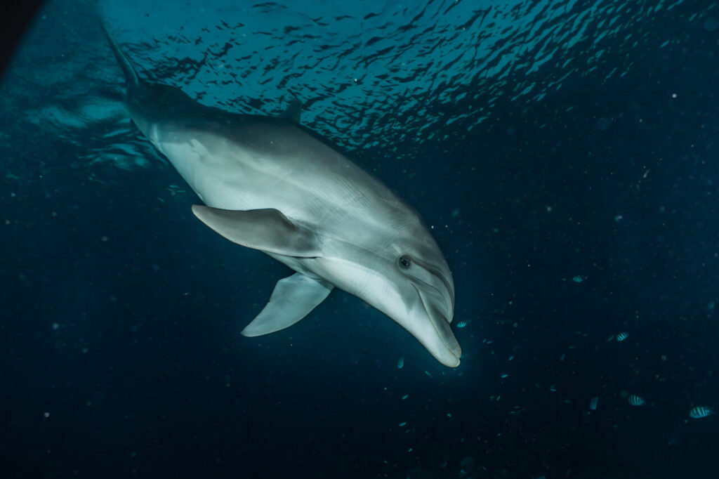 15 Shocking Facts About Animal Memory