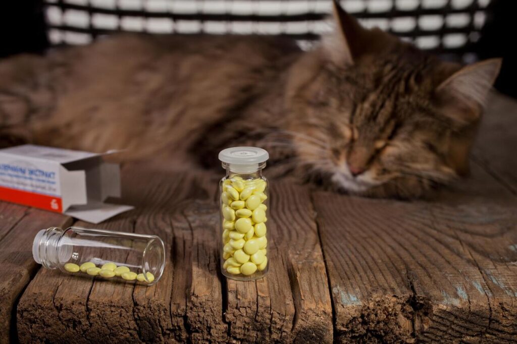 Cat Vitamin D for Bone Strength